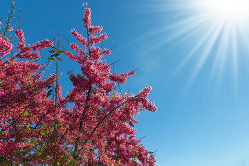 Delicate pink flowers