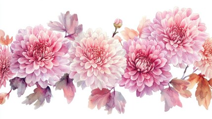 adorable watercolor chrysanthemum flowers, white background