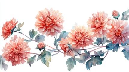 adorable watercolor chrysanthemum flowers, white background