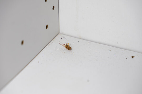 A dead brown cockroach lies upside down on a filthy, dusty white kitchen cabinet shelf, highlighting serious household pest problems and hygiene concerns