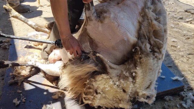 Shepherd expertly removes a sheep's thick fleece using an electric shearing machine on a farm