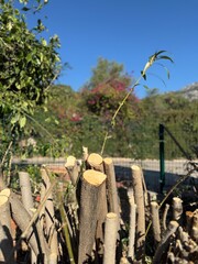 Cut tree branches with clear sky and greenery in background