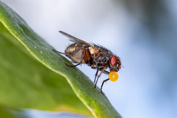 Mosca-da-carne (fam&iacute;lia Sarcophagidae) s&atilde;o insetos cinzentos e listrados, conhecidos por serem ovov&iacute;paros