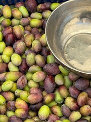 Fresh green and purple olives alongside metal bowl, harvested for oil production