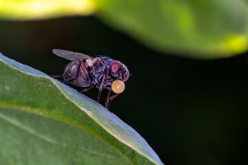 Mosca-da-carne (fam&iacute;lia Sarcophagidae) s&atilde;o insetos cinzentos e listrados, conhecidos por serem ovov&iacute;paros