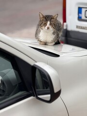 Cat relaxing on car roof in urban setting, showing calm expression and natural behavior