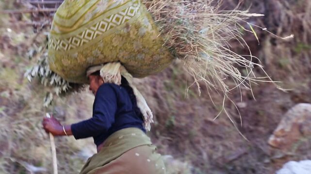 An Indian village woman carries fresh grass on her head to feed farm animals. The scene shows poverty, hard work, rural lifestyle, and traditional livestock care in village life.