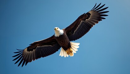 Obraz premium Majestic bald eagle flies high in clear blue sky with wings spread wide. This powerful bird of prey shows its sharp talons and eyesight while it soars freely in its natural habitat.