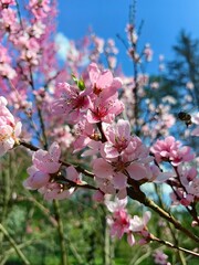 The peach tree is blooming with pink flowers, a sunny spring day.