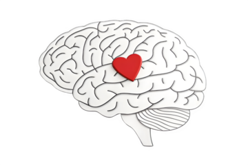 A stylized human brain with a red heart on the surface, representing emotion and logic isolated on transparent background