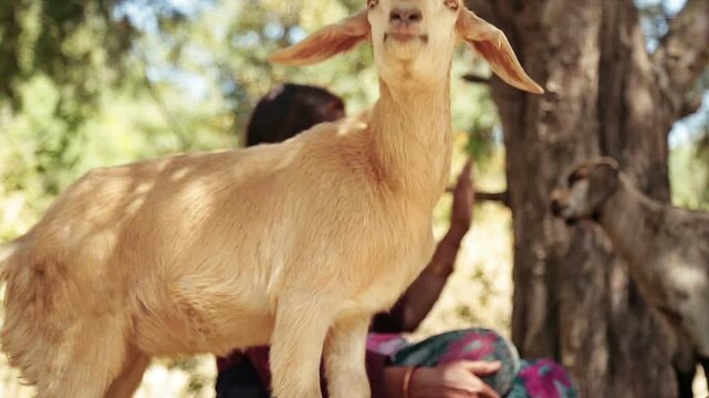 An Indian village woman feeds a goat in a forest area of an Uttarakhand village. The scene shows rural life, poverty, animal care, and mountain lifestyle.