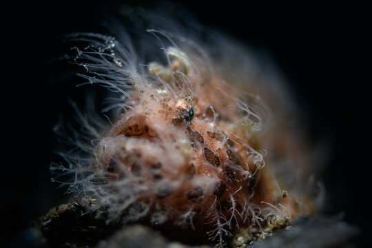 Hairy Frogfish