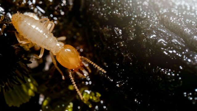 Close up of worker termite walking in nest on forest floor, Termites walking in mud tube, Small termites, insect background