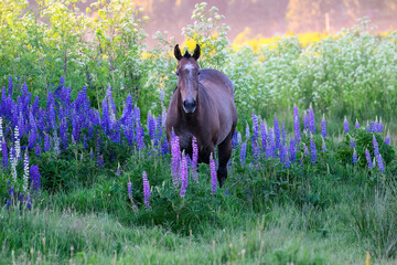 Brown Horse Among Purple Lupines in Meadow