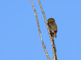 Austral Pygmy Owl Perched on Branch Against Clear Blue Sky


