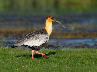 Black-faced Ibis Walking Near Wetland Habitat