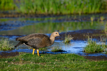 Female Upland Goose Standing by Wetlands in Natural Habitat