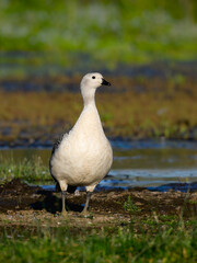 Male Upland Goose Standing by Wetlands in Natural Habitat