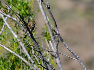 Austral Pygmy Owl Perched on Twigs in Natural Habitat