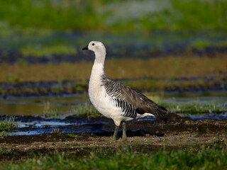 Male Upland Goose Standing by Wetlands in Natural Habitat