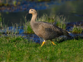 Female Upland Goose Standing by Wetlands in Natural Habitat