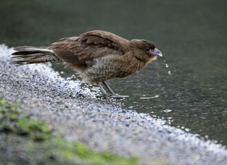 Chimango Caracara Drinking Water by the Shoreline