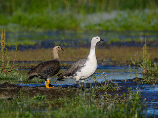 Male and Female Upland Goose Standing by Wetlands in Natural Habitat