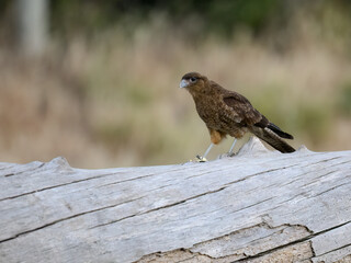 Chimango Caracara Walking on Weathered Log in Natural Habitat