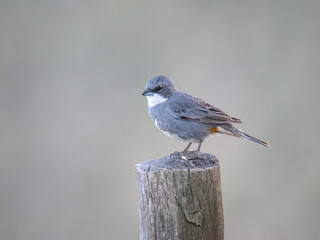 Diuca Finch Perched on Weathered Post in Soft Light