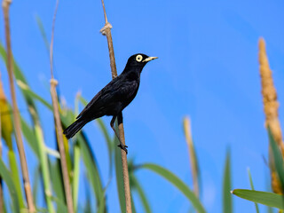 Male Spectacled Tyrant Perched on Rusty Pole Against Clear Blue Sky