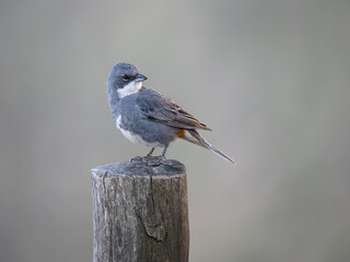Diuca Finch Perched on Weathered Post in Soft Light