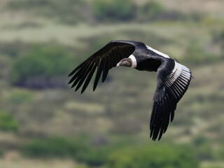 Andean Condor Soaring Over Green Mountain Landscape