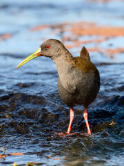 Plumbeous Rail foraging on Water's Edge in Wetland