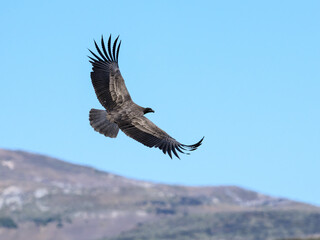 Obraz premium Andean Condor Soaring Over Mountainous Landscape