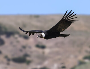 Andean Condor Soaring Over Green Mountain Landscape