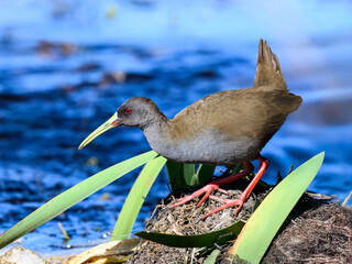 Plumbeous Rail foraging on Water's Edge in Wetland