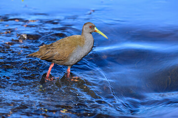 Plumbeous Rail foraging on Water's Edge in Wetland