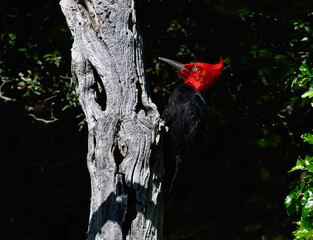 Male Magellanic Woodpecker foraging on Decayed Tree Trunk
