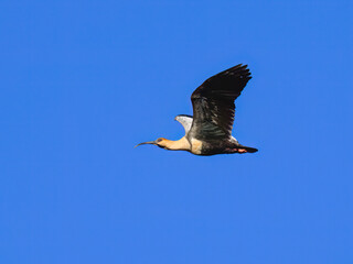 Obraz premium Black-Faced Ibis in Flight Against Clear Blue Sky