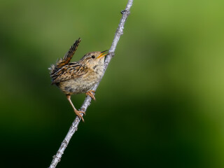 Grass Wren Perched on Branch in Lush Green Habitat