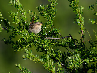 Grass Wren Perched Among Dense Green Shrubs in Soft Light
