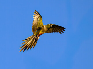 Burrowing Parakeet in Flight Against Clear Blue Sky
