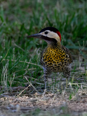 Green-Barred Woodpecker Foraging on Grass