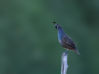 California Quail Perched on a Post in Soft Light on Green Background