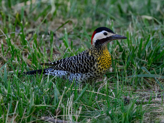 Green-Barred Woodpecker Foraging on Grass