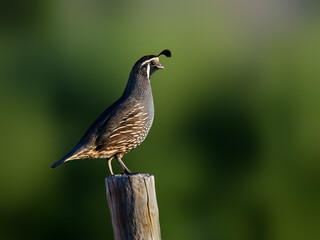 California Quail Perched on Post Against Green Background