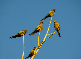 Group of Burrowing Parakeets Perched on Tree Branch Against Clear Sky