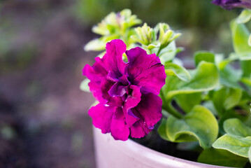 Vibrant purple flower blooming in a garden pot during springtime, showcasing intricate petal textures and fresh green leaves surrounding it