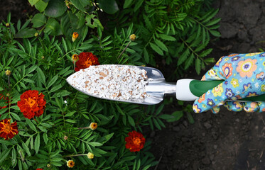 Gardener adding nutrients to blooming orange roses in early spring garden