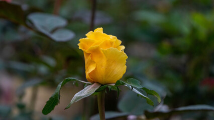 Side view close up of yellow rose bud with green leaves and soft natural background